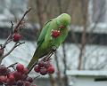 2007-1230_0945_Ring_Necked_Parakeet_6.7_C